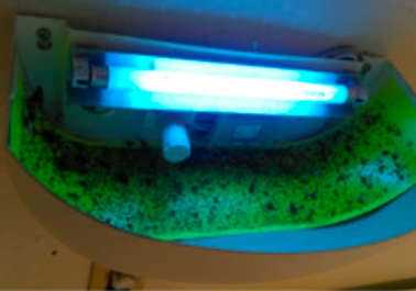 チョウバエ・黒アリ駆除