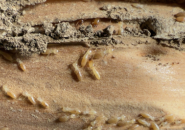 シロアリ駆除