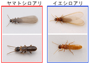 シロアリの種類