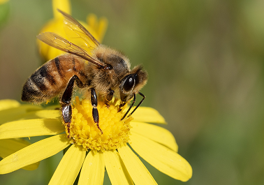 スズメバチ・アシナガバチの特徴