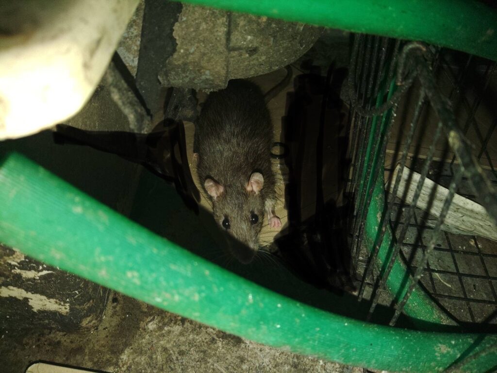 営業中にネズミが発生！ 