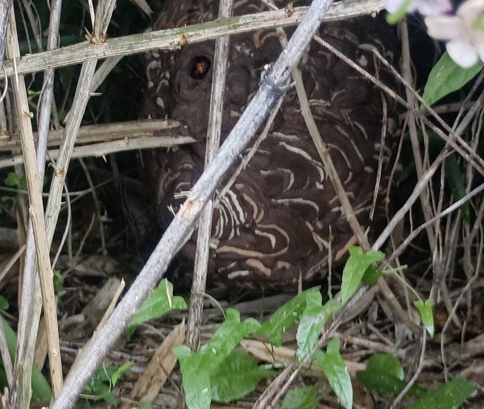 垣根にスズメバチの巣を発見！