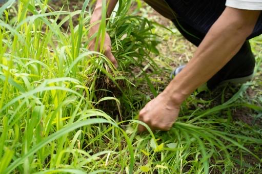 庭の雑草・伸びすぎた草木にお困り…。
